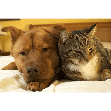 Hund und Katze, nebeneinander schlafend